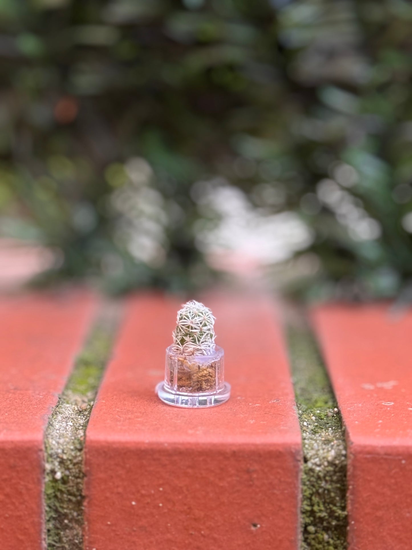 Microcactus Enzo